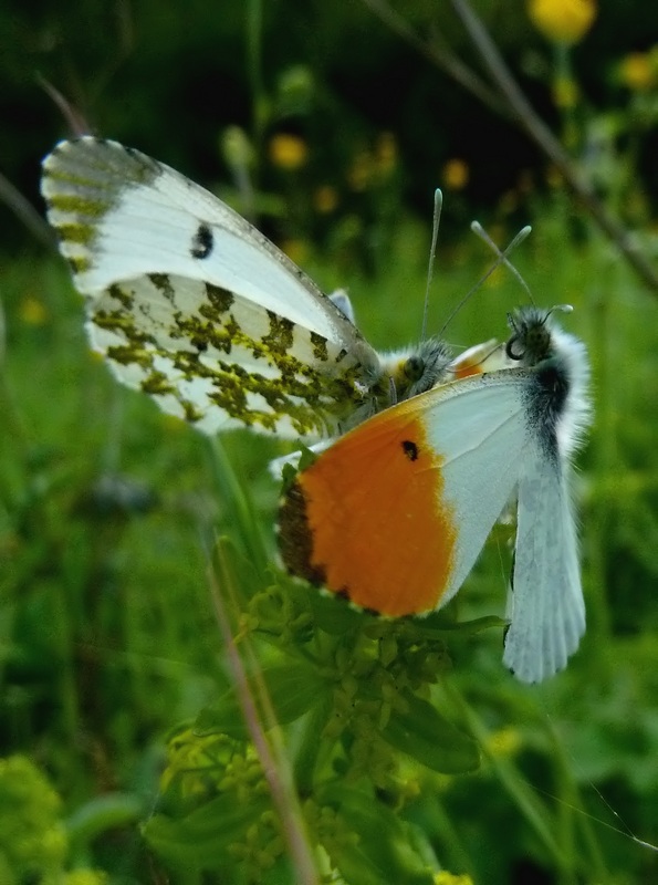 il balletto dell''Aurora